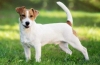 Istoricul originii și descrierea rasei jack russell terrier