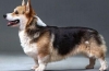 Istoria originii și standardul rasei câinelui welsh corgi