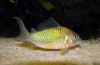 Brochis de smarald (corydoras splendens)