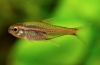 Erythrozonus sau tetra licurici (hemigrammus erythrozonus)