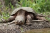 Broasca testoasa (chelydra serpentina)