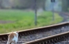 Cum să transportați o pisică sau o pisică într-un tren: toate nuanțele călătoriei, documentele necesare, pregătirea animalului, sfaturi utile