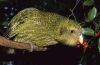 Kakapo