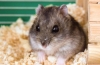 Ce rase de hamsteri există și cu ce probleme vă puteți confrunta atunci când cumpărați un animal de companie