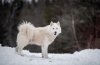 Câine eschimos canadian