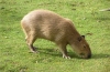 Capybara acasă: fapte interesante, ce fel de animal