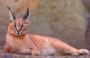 Caracal: descriere, caracter, conținut acasă