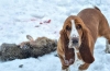 Un pitic din familia de câini originari din franța - totul despre basset hound