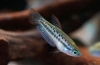 Gourami pitic (trichopsis pumila)