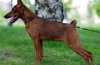 Pinscher miniatura sau pinscher miniatura