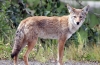 Coioți (lat. Сanis latrans)