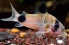 Panda de coridor (corydoras panda)