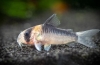 Coridoarele (corydoras) specii populare