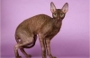 Cornish rex