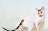 Cornish rex: descrierea rasei și caracterului pisicilor