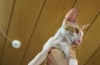 Cornish rex: descrierea rasei, îngrijire și întreținere