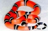 Șarpe rege (lampropeltis)