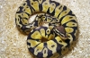 Piton regal (python regius)