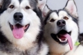 6 Rase de câini care arată ca husky