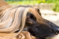 Afghan hound: un aristocrat rebel și independent, cu o personalitate complexă