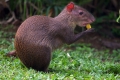 Agouti sau iepurele cu cocoașă