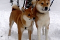 Akita inu și shiba inu: diferențe