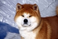 Akita inu: descrierea rasei