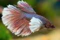 Cocoș de pește de acvariu (betta splendens)