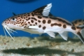 Somn synodontis peste acvariu