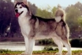 Alaskan malamute