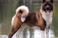 Akita american: caracteristicile rasei