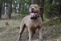 Bandog american