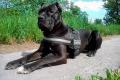 Bandog american