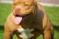 American bully - un temperament bun în corpul unui atlet