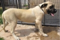 Mastiff american