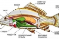 Anatomia peștilor - structura internă și externă a cordatelor