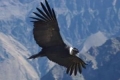 Condor andin