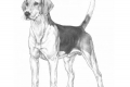 English foxhound - un câine cu caracteristici excelente