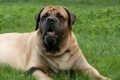 Mastiff englez