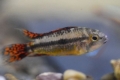 Cacatos apistogramă (apistogramma cacatuoides)