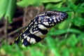 Tegu alb-negru argentinian (tupinambis merianae)