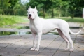 Dogo argentino: vânătorul gigant alb ca zăpada