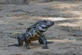 Tegu argentinian