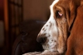 Flegmatic aristocratic cu urechi lungi - basset hound