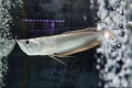 Arowana de argint (osteoglossum bicirrhosum)