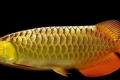 Arowana - aspect păstrat din perioada jurasică