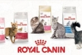 Sortiment și compoziție hrană pentru pisici royal canin