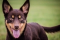 Kelpie australian