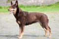 Australian kelpie: caracteristicile rasei