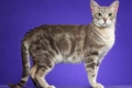 Australian mist sau australian mist cat